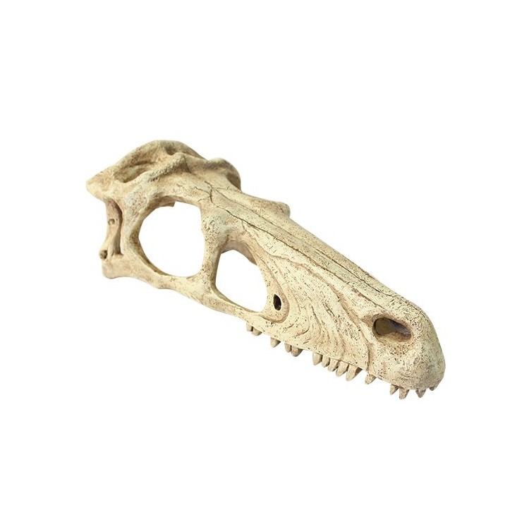 Decor terariu craniu de dinozaur Komodo Raptor Skull S - imagine 4